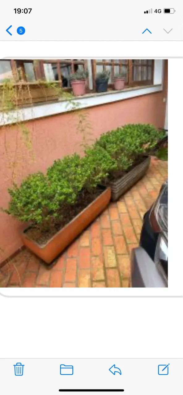 Planta arbusto 