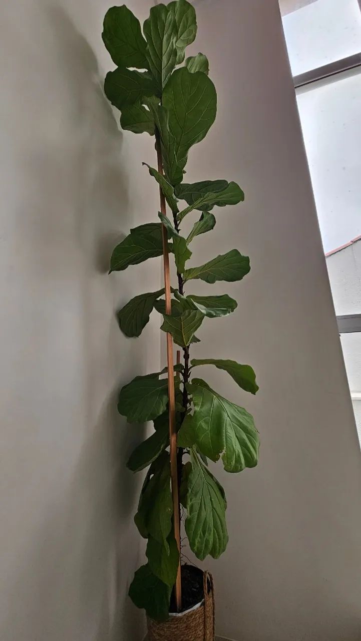 Planta Ficus Lyrata - Foto 2