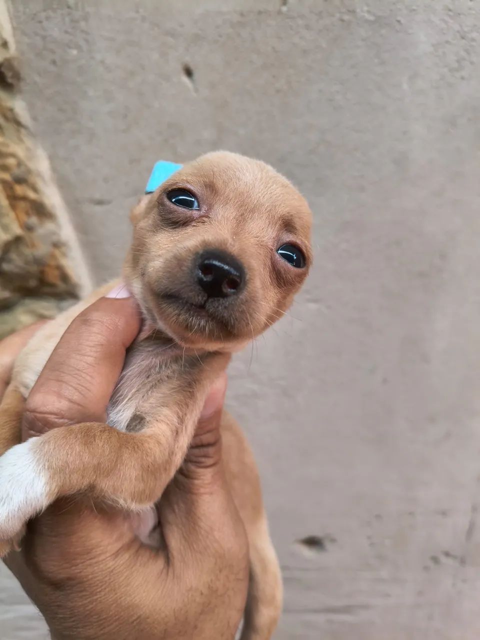 Pinscher 