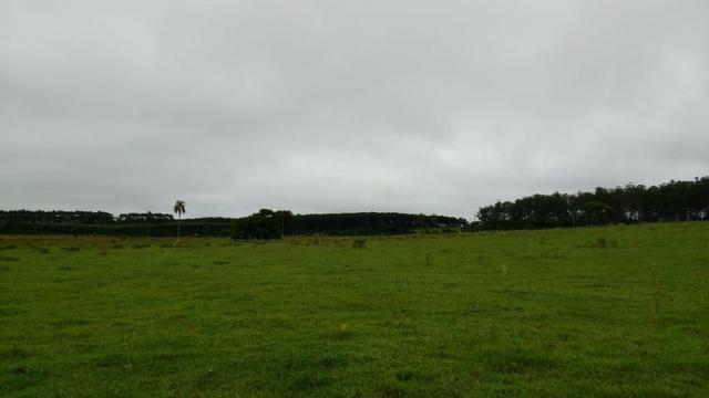 Otima fazenda com 73 alqueires na regiao de itapetininga - Foto 2