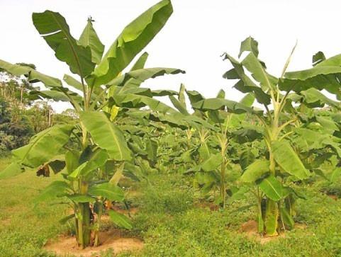 Vende-se mudas de banana da terra, pacovan e prata - Em Timon-MA