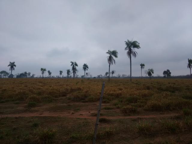 Fazenda 514 Hectares Grande Oportunidade - Poconé - MT - Foto 6