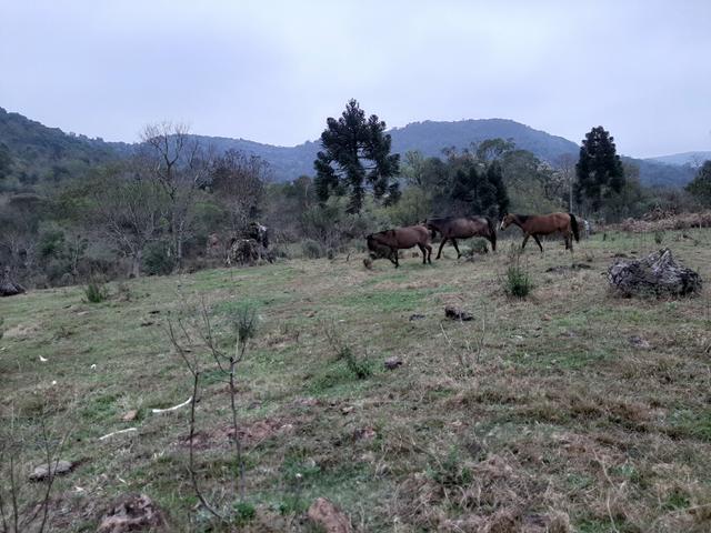Chácara de 39 Alqueires. 18 de pasto - 26 km da Colônia Vitória . Guarapuava PR - Foto 20