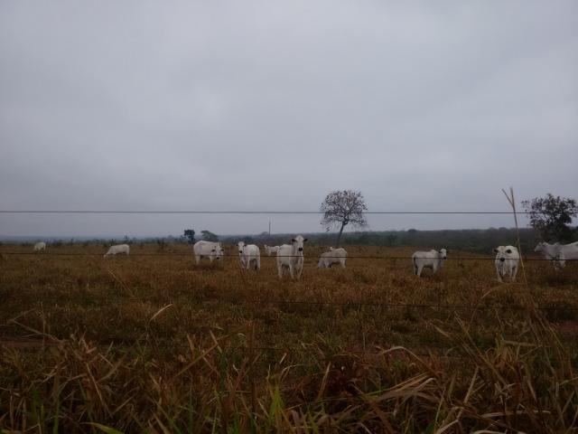 Fazenda 514 Hectares Grande Oportunidade - Poconé - MT - Foto 5