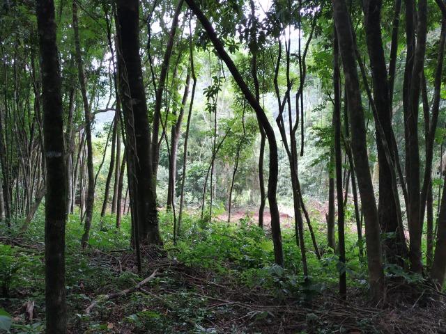 Chácara em Nova Petrópolis com 5000 m² - Pinhal Alto - Foto 2