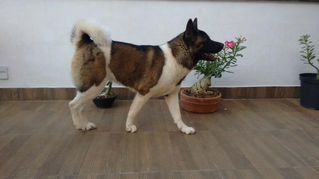 Akita Americano