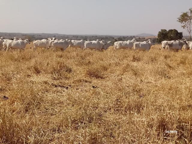 Fazenda 1.456 hectares para Pecuária apos a Guia há 66 km de Cuiabá - Foto 15