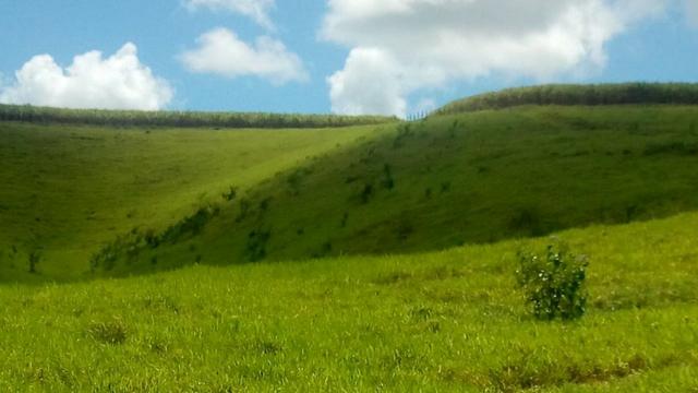 Fazenda - Foto 15