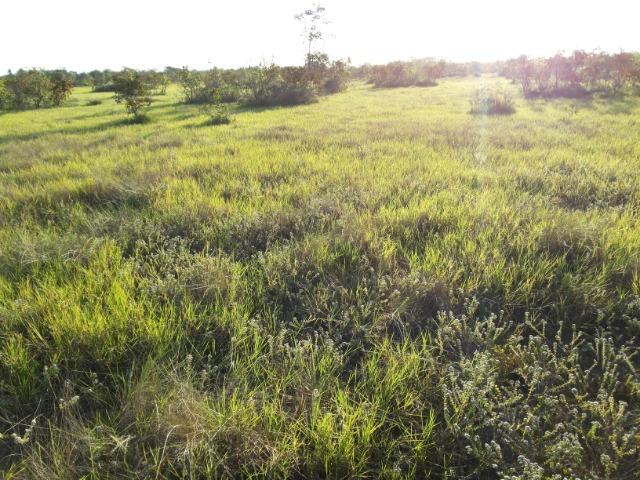 245 Ha Pecuaria Piscicultura Lazer Beira Rio Proximo Cuiaba Santo Antonio MT - Foto 3