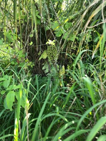 Chacara região da serra de são vicente - Foto 13