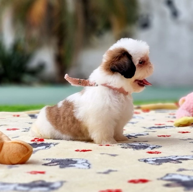 Shih tzus disponíveis, trabalhamos com vendas de cães e gatos de todas raças as raças  - Foto 3