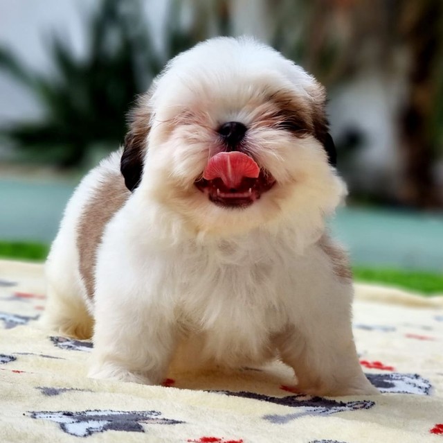 Shih tzus disponíveis, trabalhamos com vendas de cães e gatos de todas raças as raças 