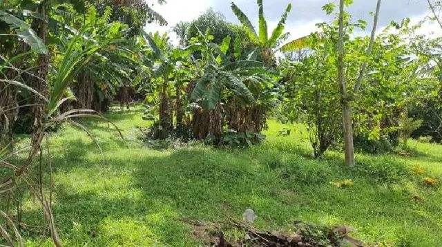 Terreno em Guaratiba - Foto 6