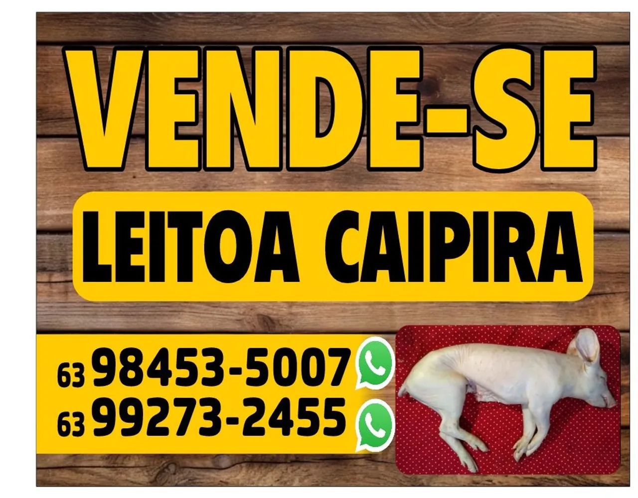 Vende-se Leitoa Caipira - Foto 2