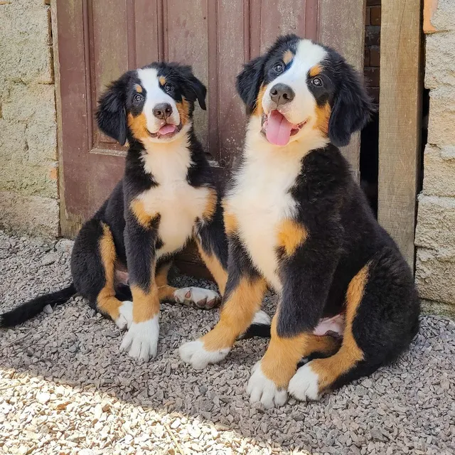 Olx bernese sales