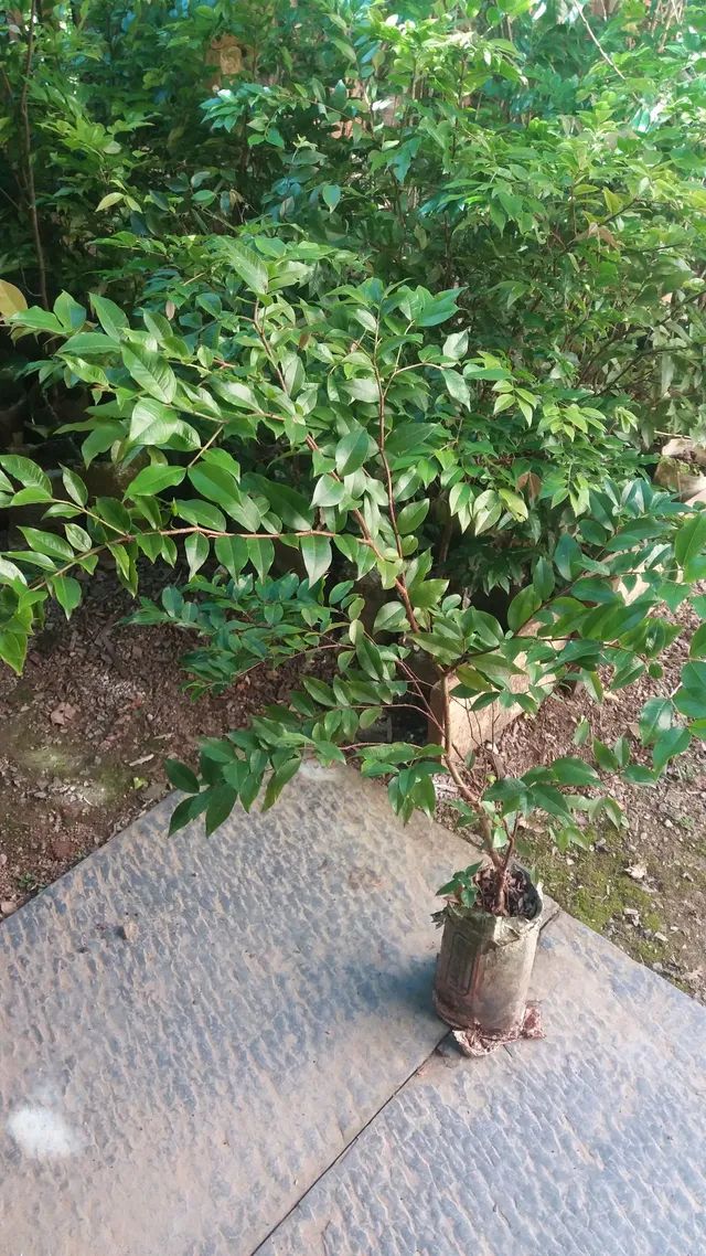 Vendo mudas de frutrificas e outras.