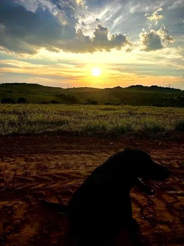 Saia do aluguel  - Foto 2