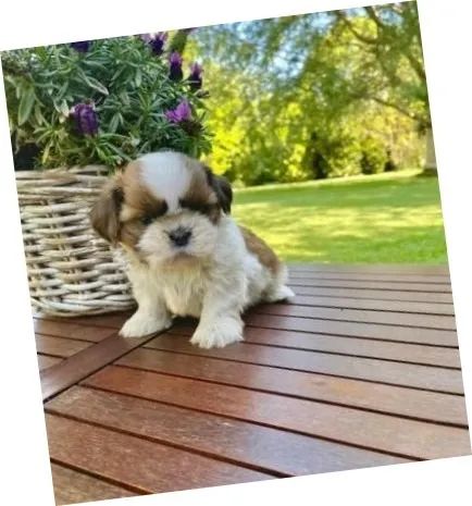 Lhasa Apso Branco e Creme Fêmea - Pequena e Elegante!