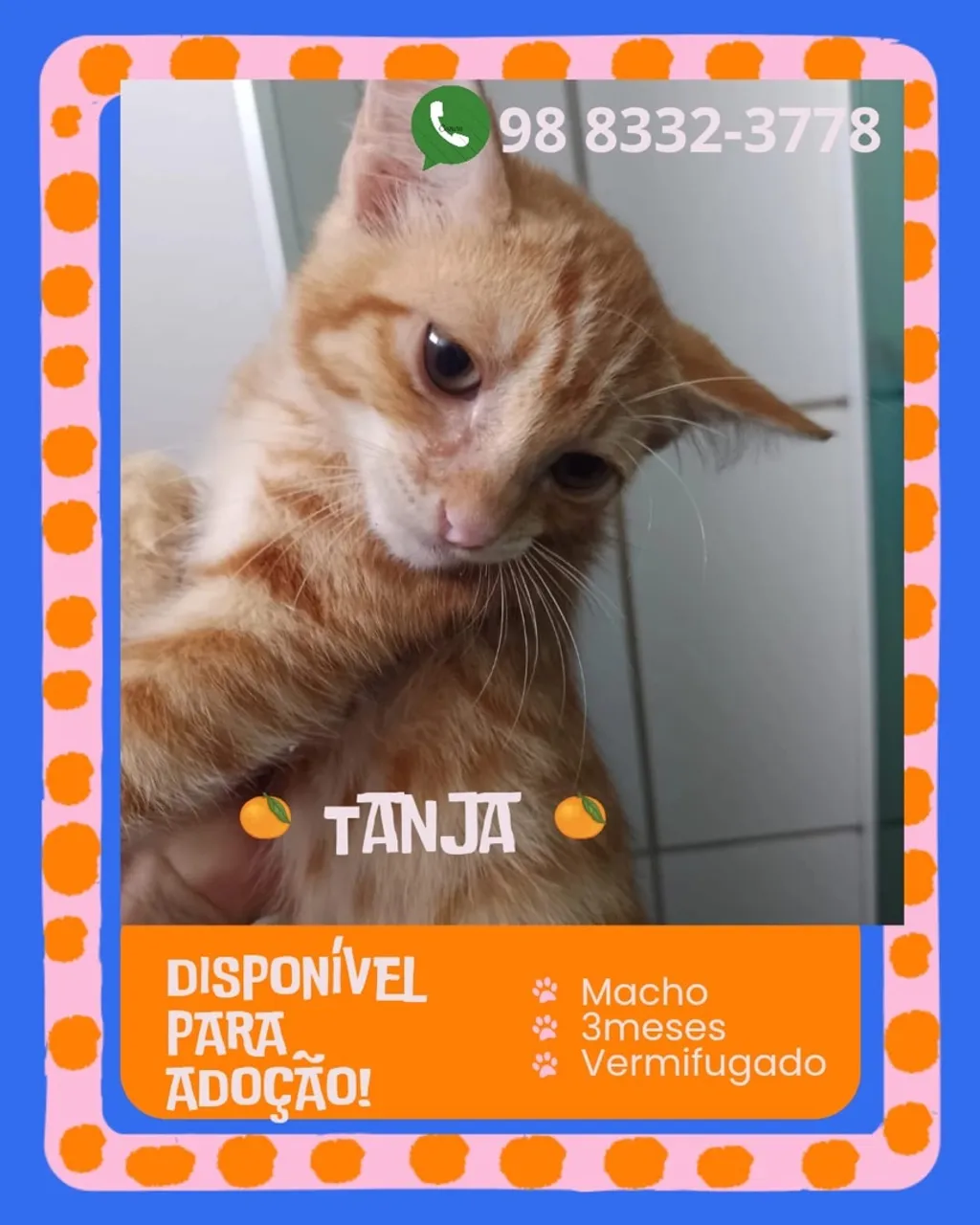 Gatinho Tanja para Adoção!