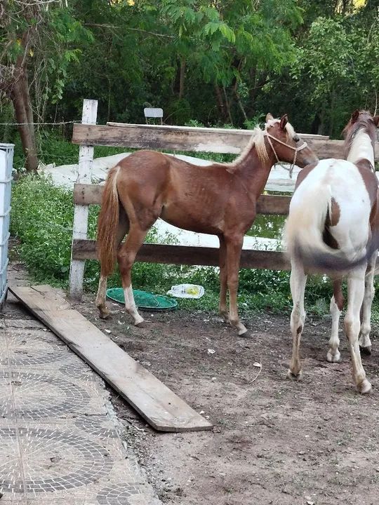 Potra para venda ou troca !