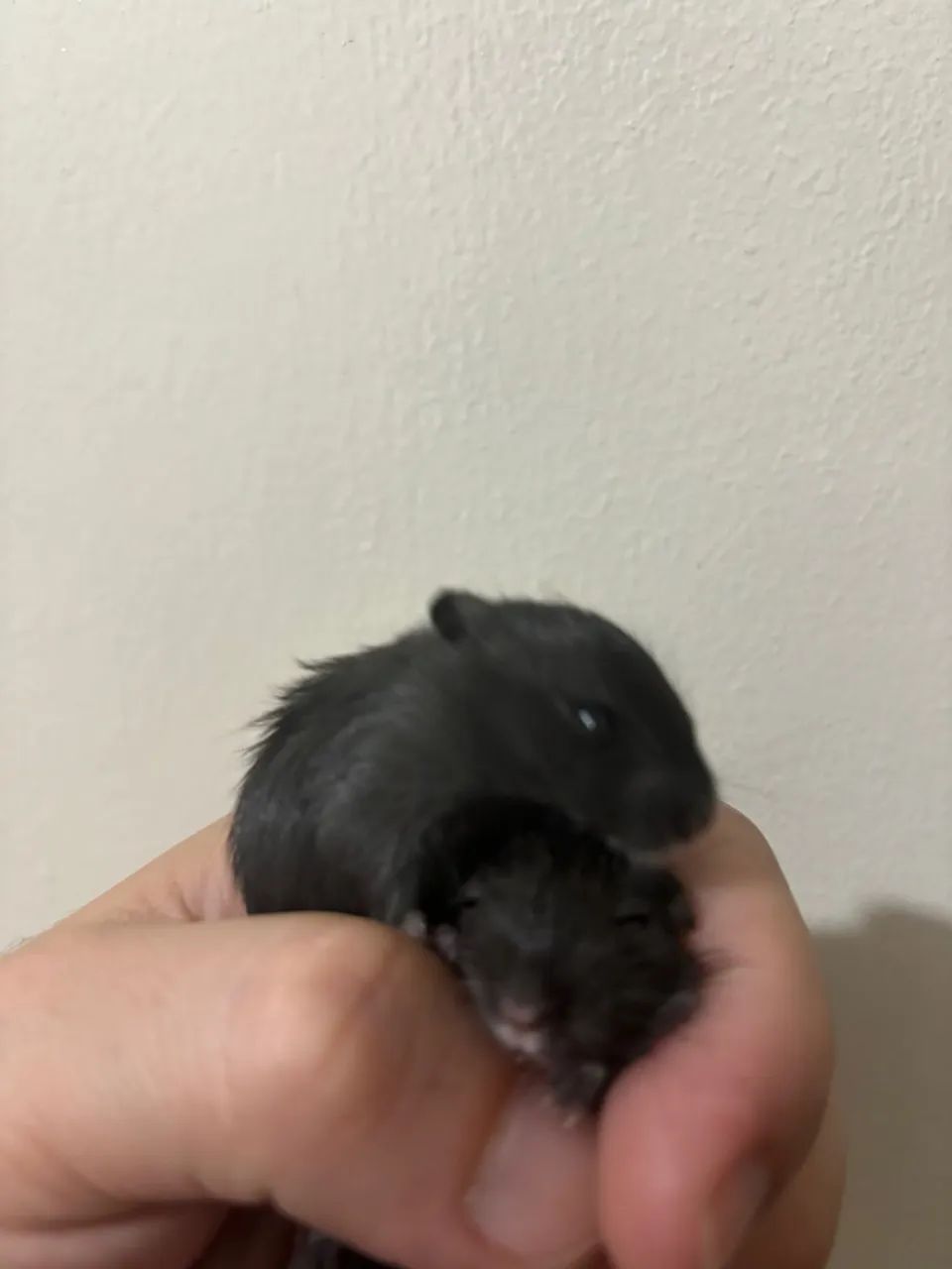 RARIDADE - Filhotes de Gerbil Black! (Esquilo da Mongólia)