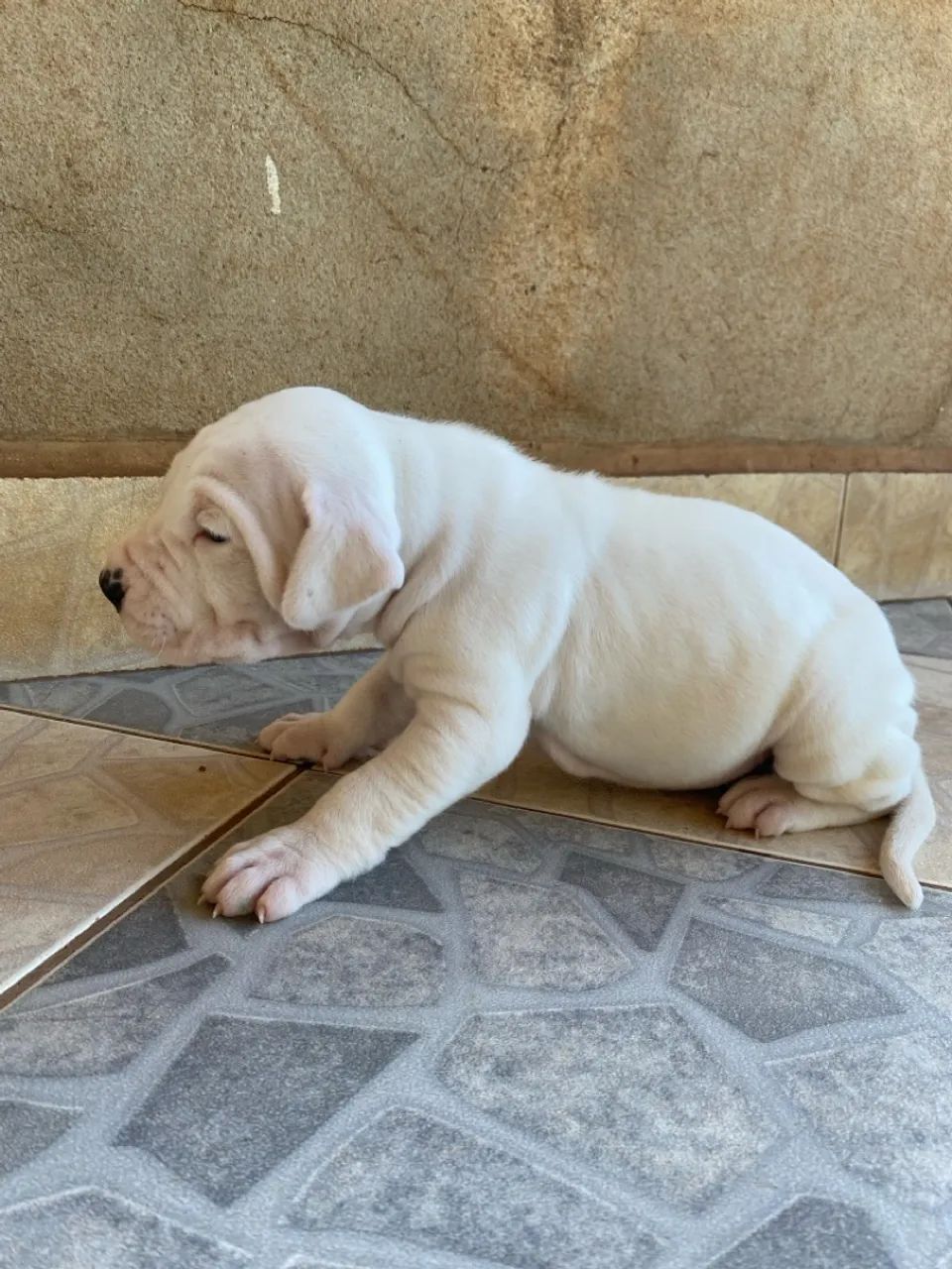 Dog Argentino