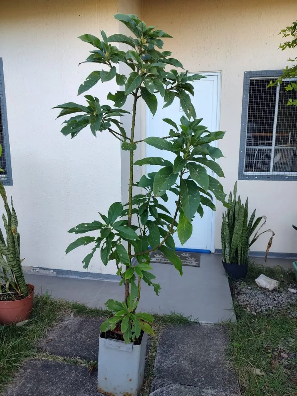 Muda de abacateiro com 2m de altura