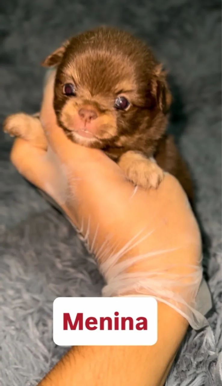 Filhote de Chihuahua  - Foto 3
