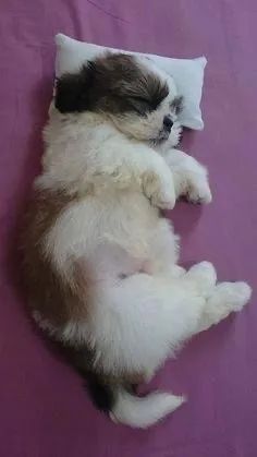 Filhotes de Shih Tzu para Venda: Carinho e Fofura Garantidos - Foto 2