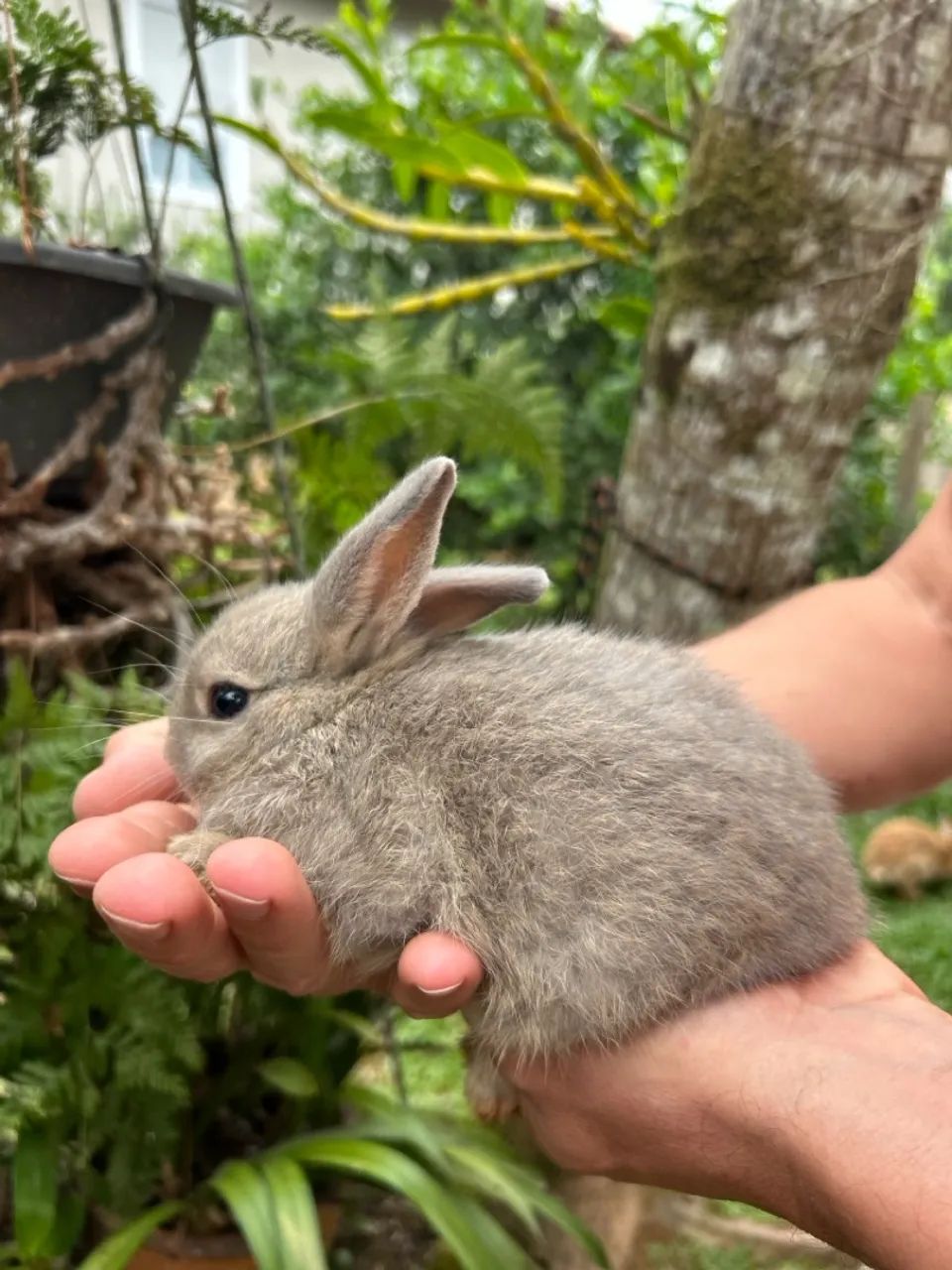Coelho netherland pet  - Foto 2