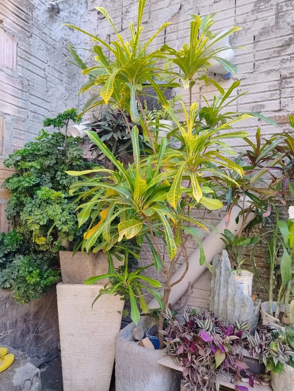 Plantas