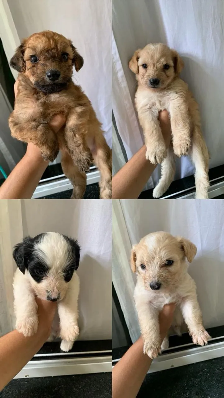 Filhotes POODLES 200,00