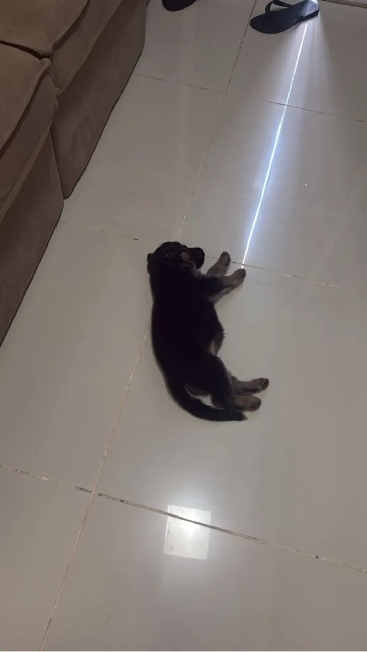 Filhote de pastor alemão 