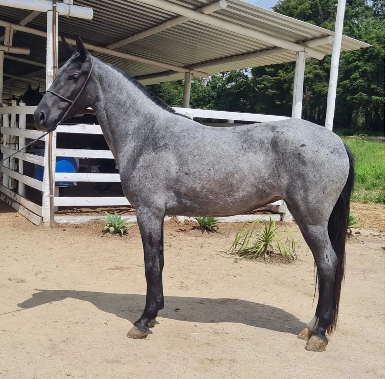 Égua MM marcha picada 