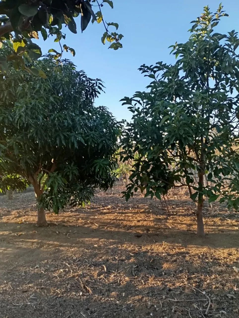 Chácara 2.000² entre Anápolis e Abadiânia.  - Foto 9