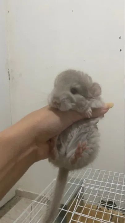 Vendo duas chinchila femeas  - Foto 2