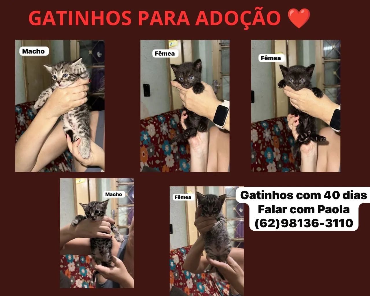 Filhotes de gatinho com 50 dias 