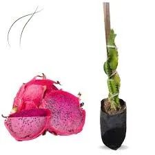muda de pitaya red