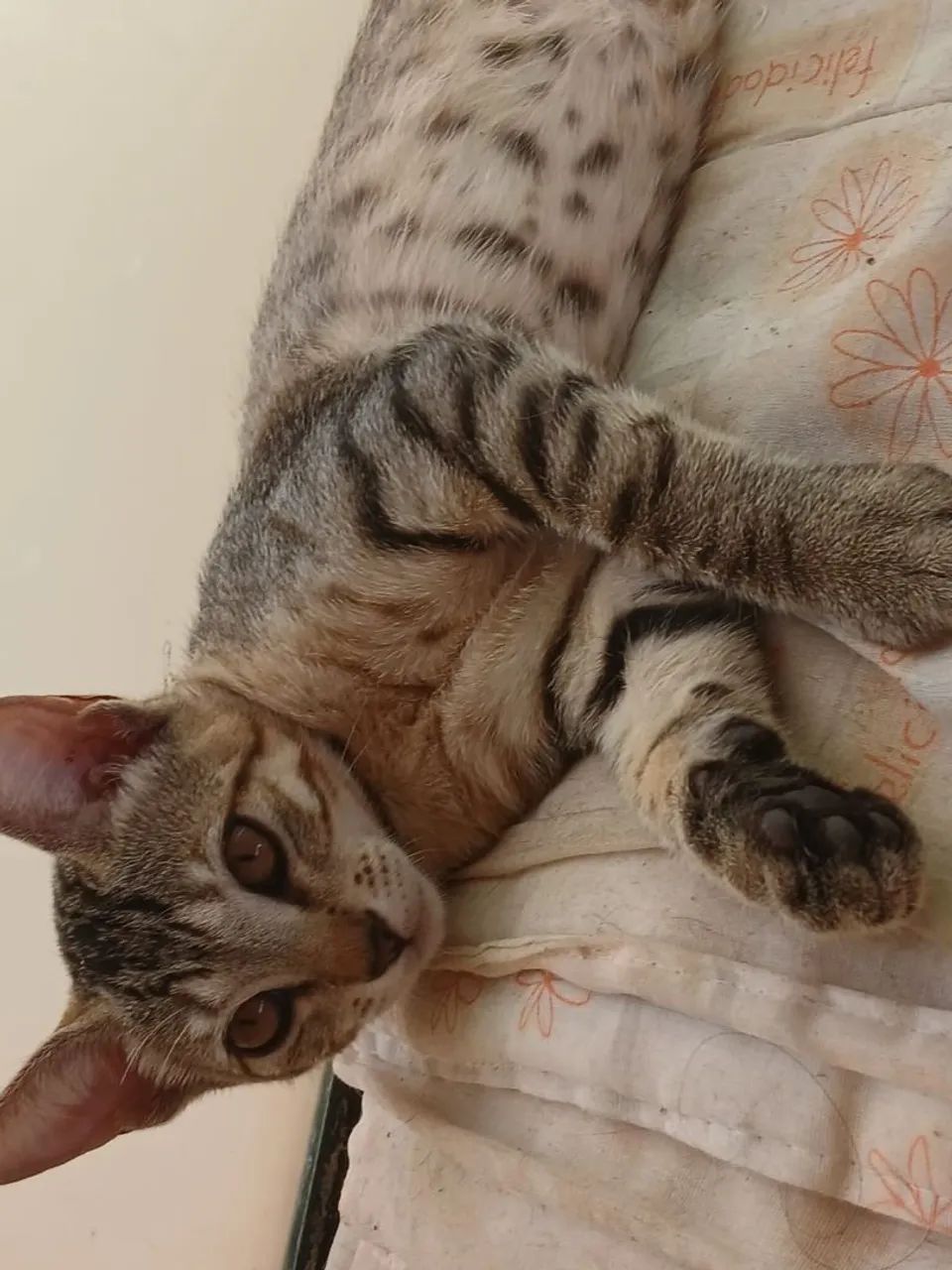 Gatos filhotes para adoção URGENTE - Foto 6