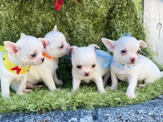 Chihuahua Todas as raças com ganratia total de saude e veterinario gratuito.