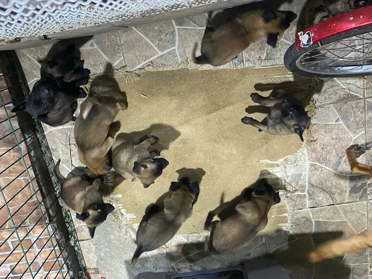 Pastor Malinois a venda64166906875650123