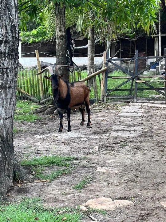 Venda Reprodutor Pardo Alpino ( Cabra Bode Leiteiro) - Foto 2