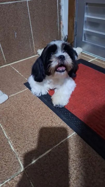 Vende-se Shih Tzu macho em Itaboraí rj