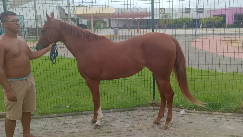 ÉGUA QUARTO DE MILHA