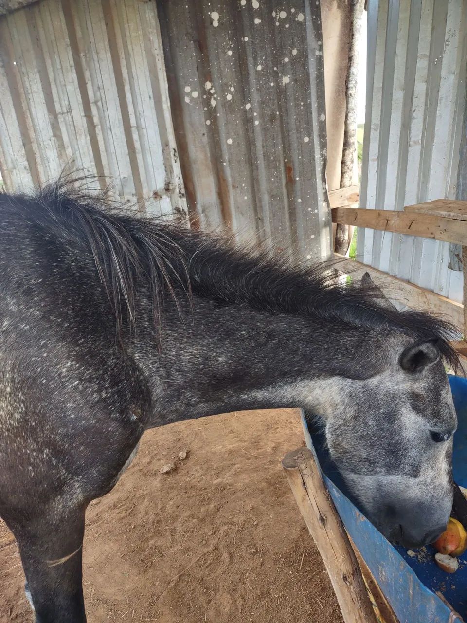 Vende-se cavalo  - Foto 3