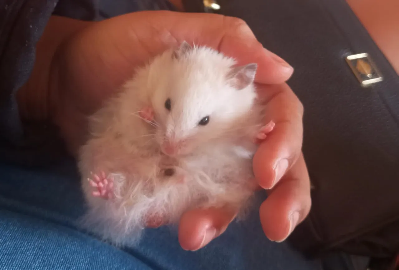 hamister 