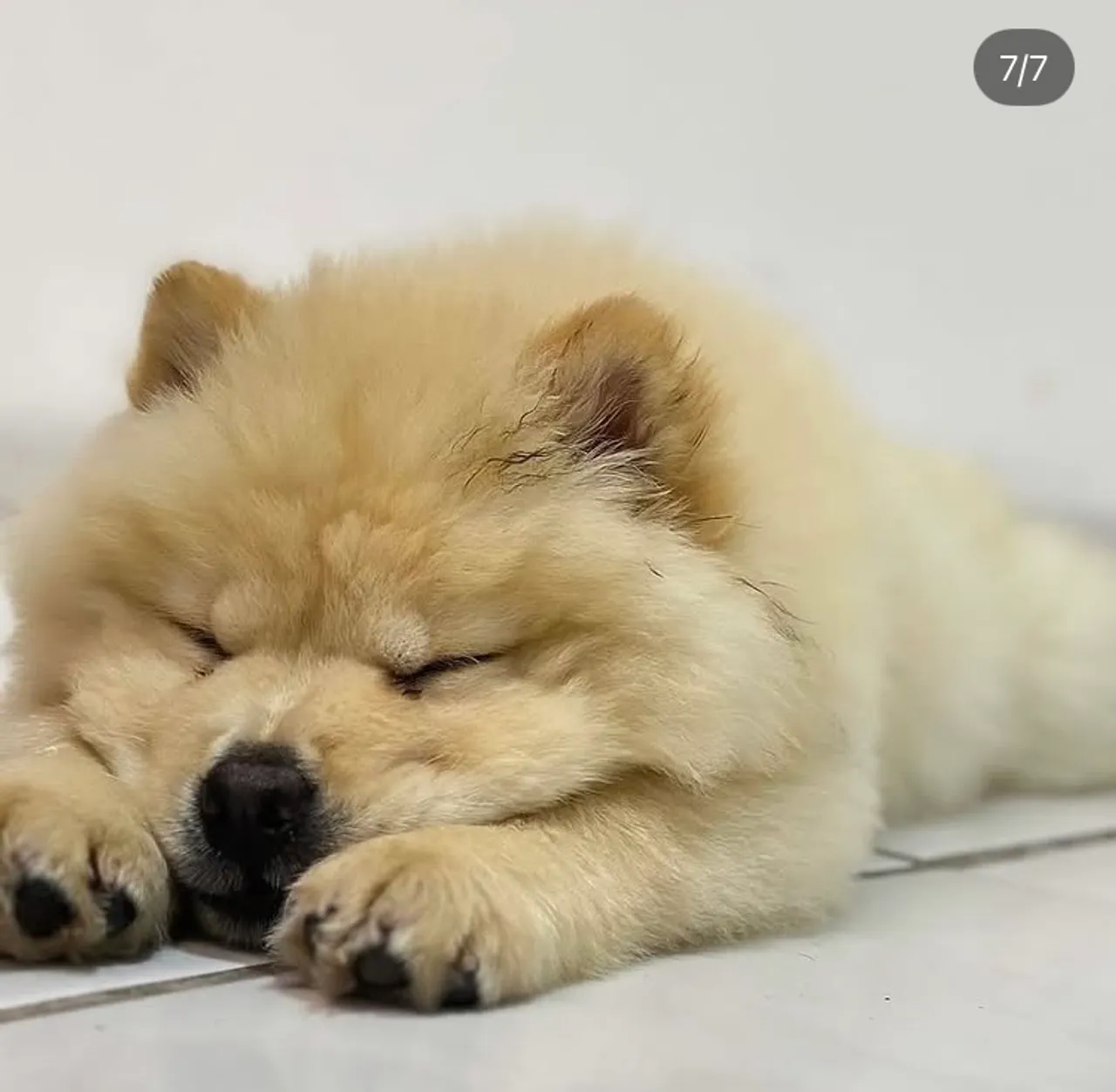 Filhote Chow-Chow 58