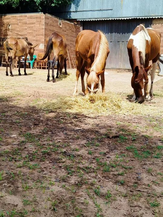Potra para venda ou troca ! - Foto 4