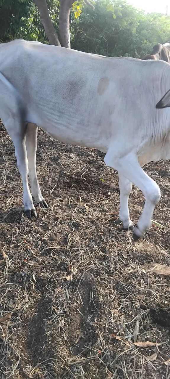 Vendo uma linda novilha - Foto 4