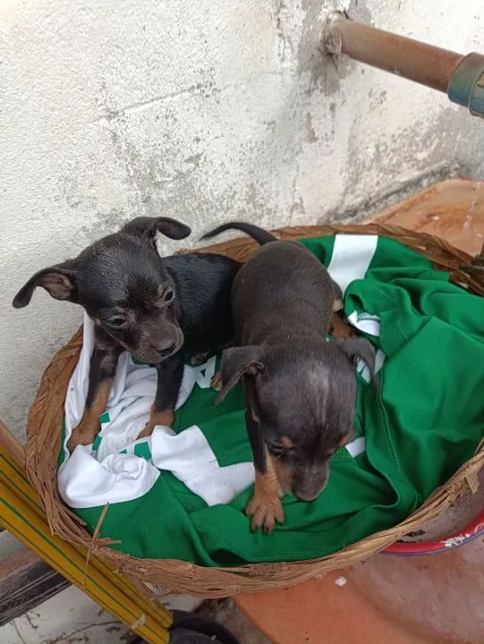 Vendo 2 filhotes de pinscher fêmea  - Foto 2
